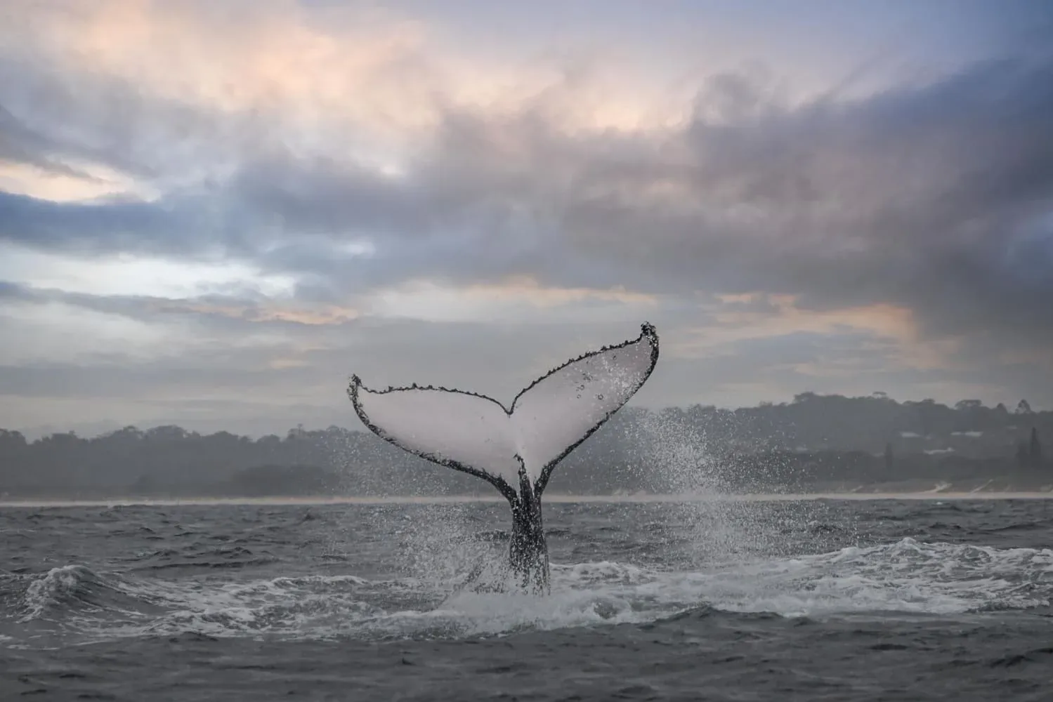 Avistamiento de delfines y ballenas en madeira